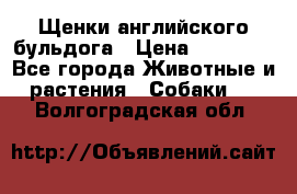 Щенки английского бульдога › Цена ­ 40 000 - Все города Животные и растения » Собаки   . Волгоградская обл.